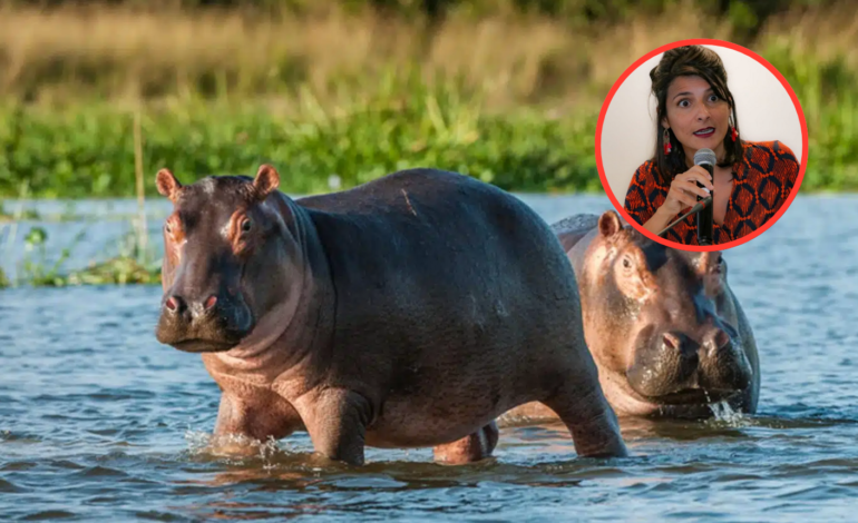 Gobierno Petro ordena sacrificar parte de los hipopótamos de Pablo Escobar en Colombia