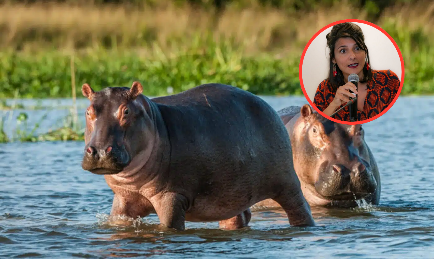 Gobierno Petro ordena sacrificar parte de los hipopótamos de Pablo Escobar en Colombia